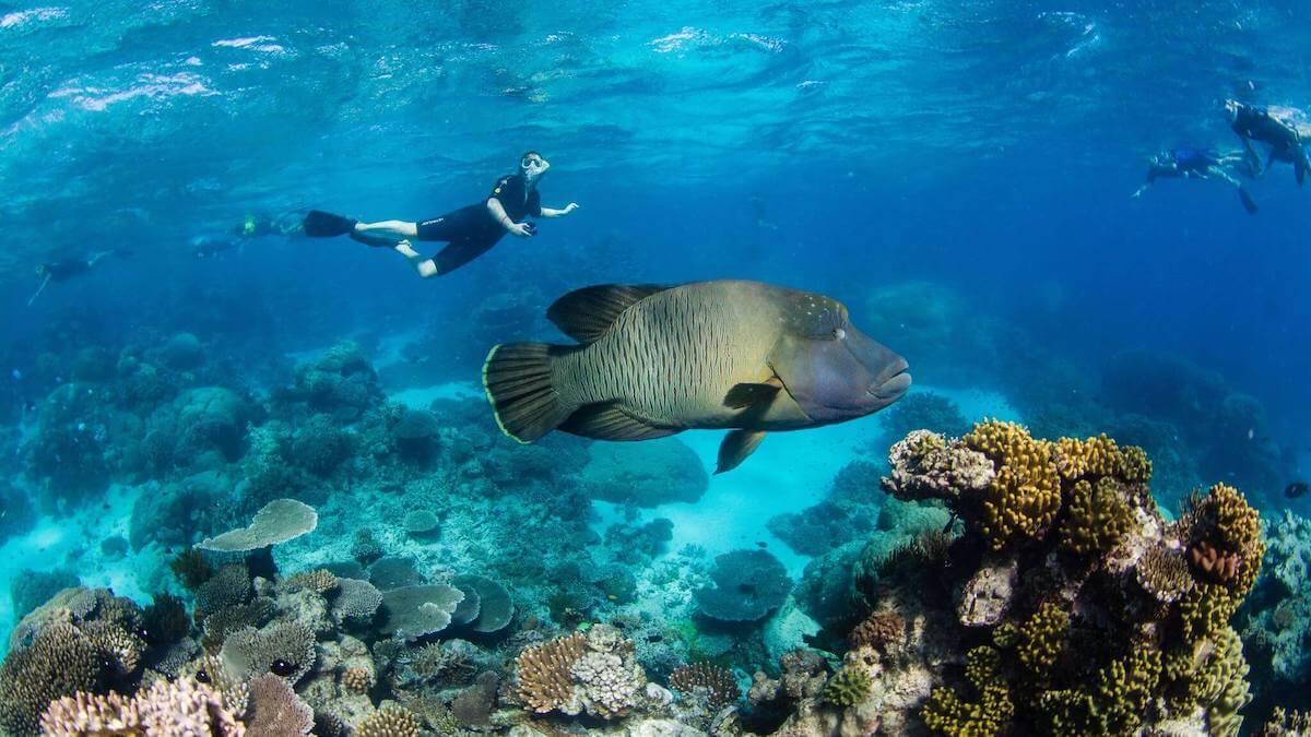 Snorkellers on the reef with a huge Humphead or Maori Wrasse.